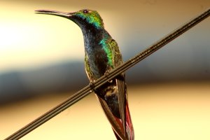 Black - throated Mango (male)