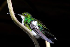 Black - throated Mango (female)