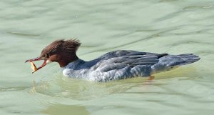 Goosander