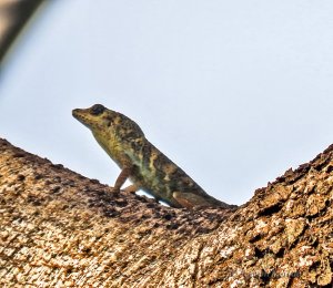 Bronze Anole (Anolis aeneus)