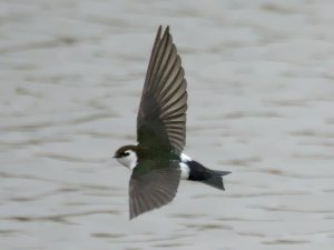 Violet green swallow