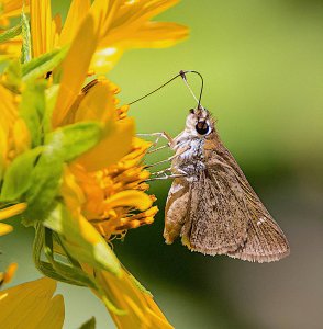 Little Glasswing Skipper