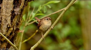 Wren