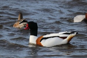 Shelduck (M)