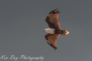 Brahminy Kite