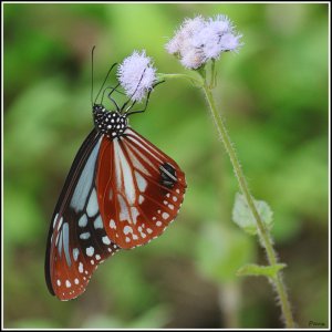 Chestnut Tiger