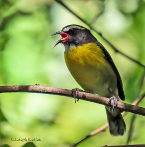 Bananaquit