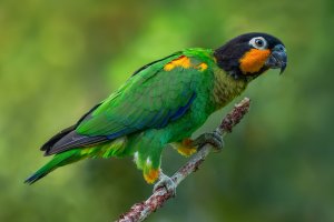 Orange-cheeked Parrot