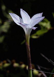 Prairie Rain-Lily