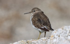 common sandpiper