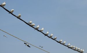 Gulls