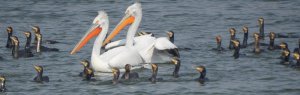 Dalmation Pelicans/Great Cormorants