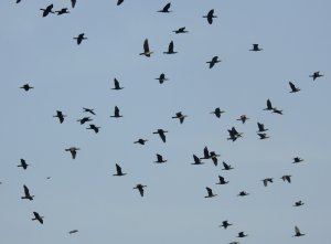 Great Cormorants