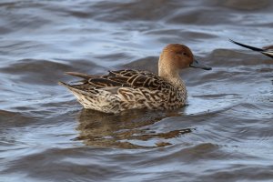 Pintail (F)