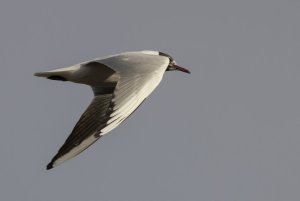 Black-headed Gull