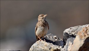 Crested Lark