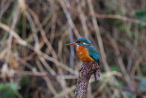 Common Kingfisher