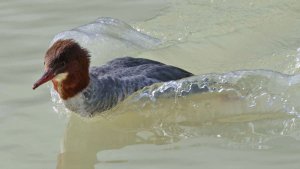 Goosander