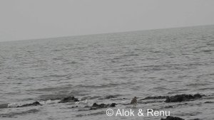 Grey Plover : Amazing Wildlife of India by Renu Tewari and Alok Tewari