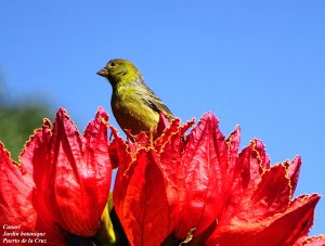 Serin des Canaries