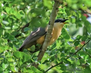 Mangrove Cuckoo