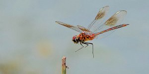 Four-spotted Pennant, Female