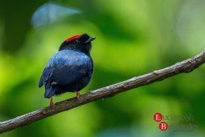 Blue-backed Manakin