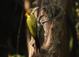 Greater Yellownape