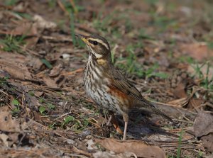 Redwing