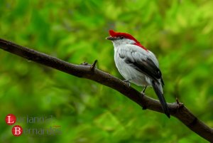 Araripe Manakin