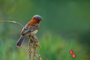 Chestnut Seedeater