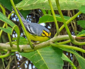 St. Lucia Warbler