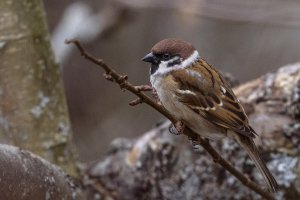 Tree Sparrow