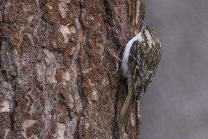 Treecreeper