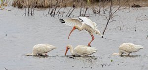 White Ibis