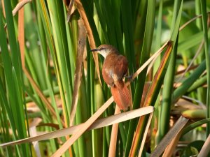 Yellow-chinned Spinetail