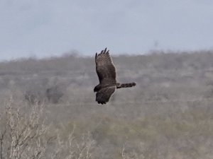 Melanistic Northern Harrier