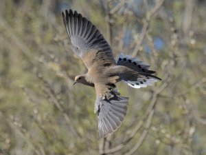 mourning dove