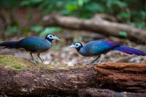 Bornean Ground-Cuckoo