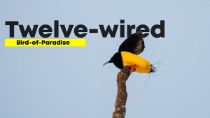Twelve-wired bird-of-paradise