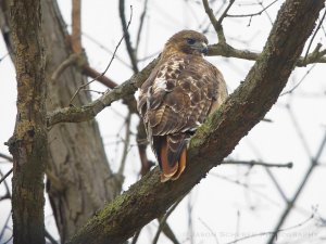 Red-tailed hawk.jpg