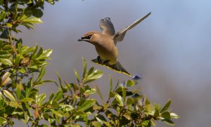 Cedar Waxwings - Feeding on berries