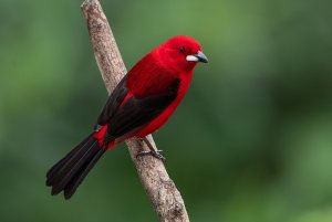 Brazilian Tanager