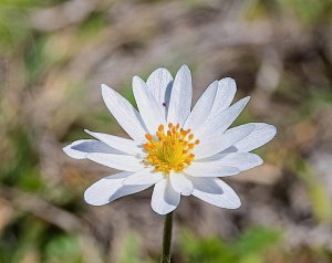 Tenpetal Thimbleweed