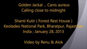 Midnight Concert : Amazing Wildlife of India by Renu Tewari and Alok Tewari