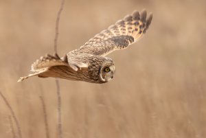 short eared owl