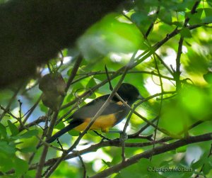 St. Lucia Oriole