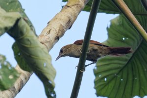 Parker's Spinetail