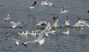 Brown-headed Gulls