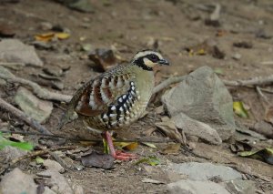 Bar-backed Partridge